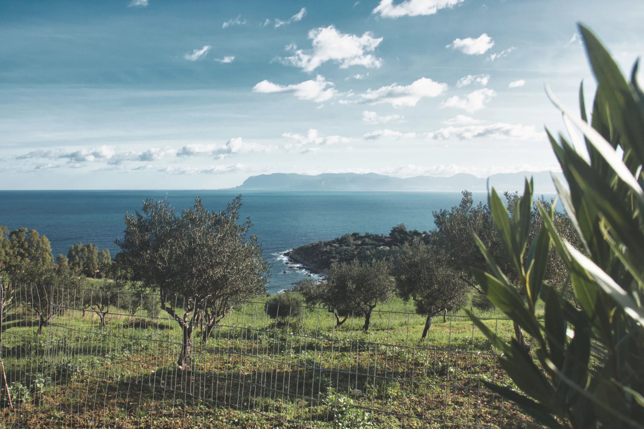 Uliveti Gioia Olive al tramonto, Valle del Belice, Campobello di Mazara, Sicilia occidentale