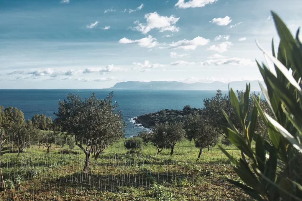 Uliveti e mare, Valle del Belice, Sicilia